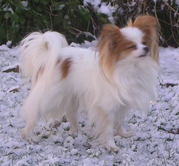 PapillonRubySnow6YearsOldDog1