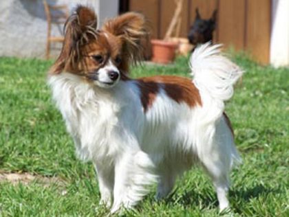 perros-papillon - Papillon