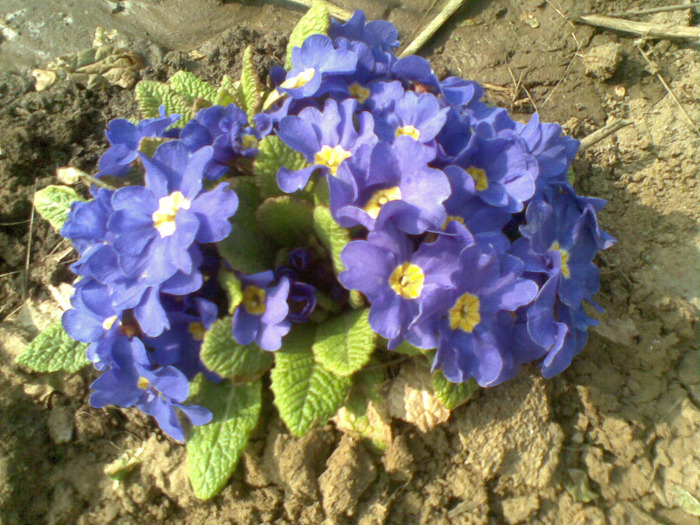 primula - flori de gradina 2010