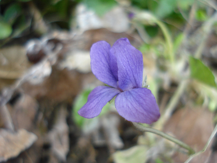 Sweet Violet (2011, March 27)