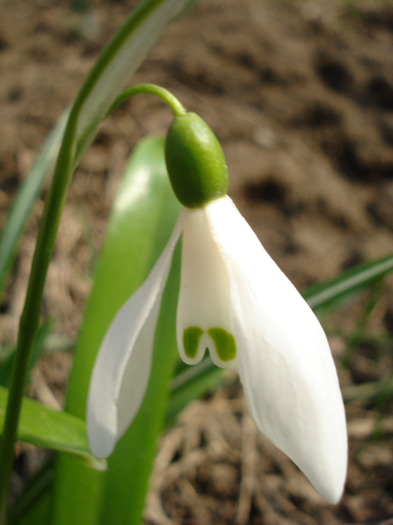 Snowdrop (2011, March 27)