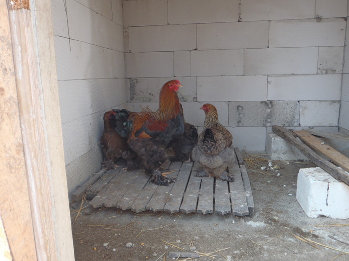 P3270014 - mini ferma