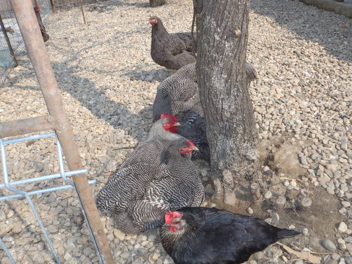 P3270015 - mini ferma