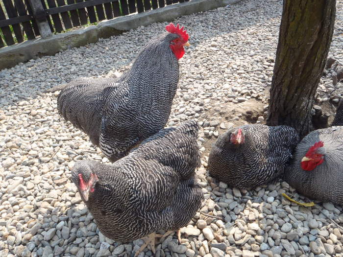 P3270024 - mini ferma