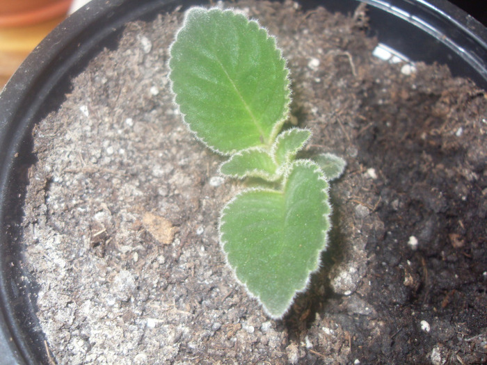 tigrina blue decedata - GLOXINII 2011