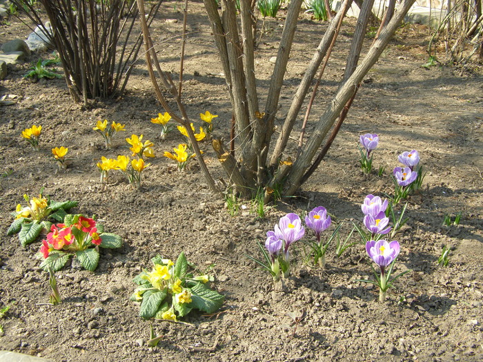 Primule si Crocusi - Gradina 2011