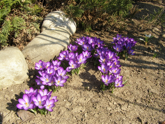 Crocusi - Gradina 2011