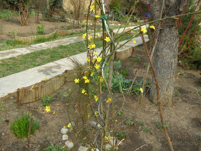 Jasminum de iarna - Gradina 2011