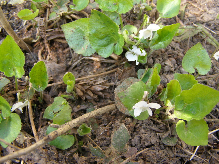 Floricele de primavara