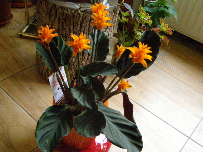 Calathea crocata - Flori interior 2011