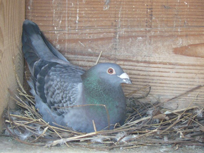 RO 09 M - porumbei de vanzare