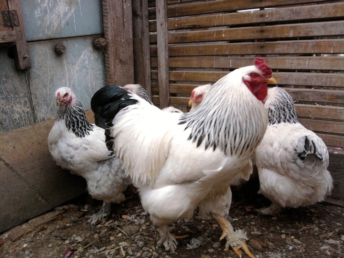 Photo4890 - Brahma Herminat deschis