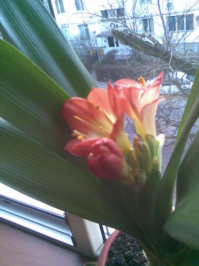 detaliu 26.03.2011