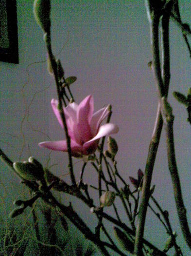 27.03.2011 magnolie