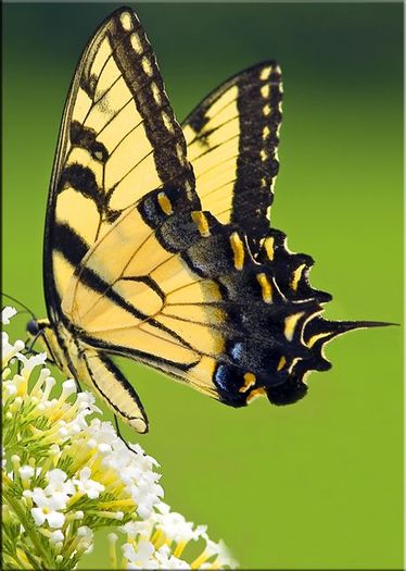 Tiger-Swallowtail-Butterfly - simple butterfly