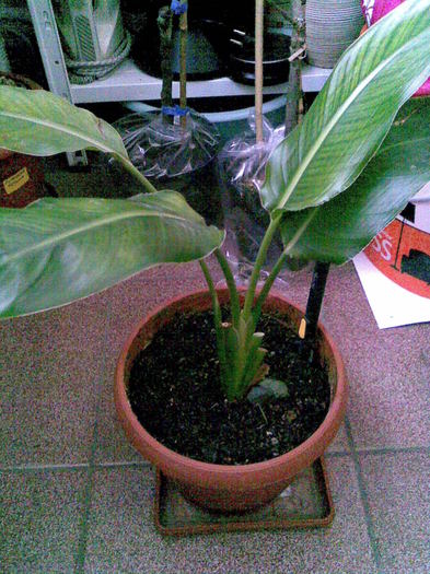 strelitzia
