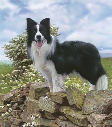 BORDER-COLLIE