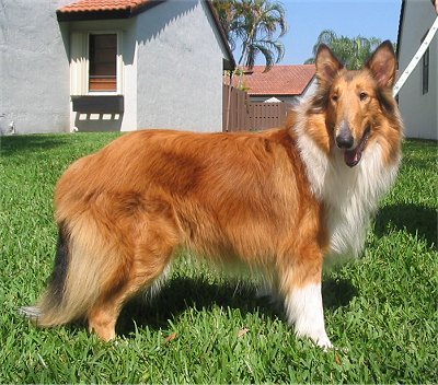 COLLIE%20ROUGH - COLLIE