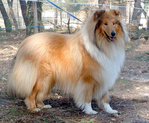 collie_lassie - COLLIE