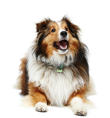 collie1 - COLLIE