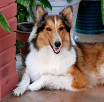 Collie2 - COLLIE