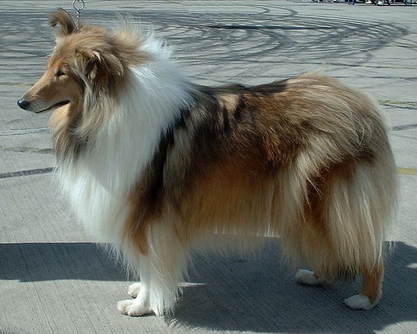 rough-collie-68314