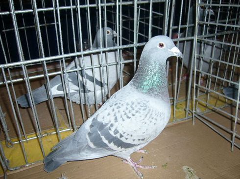 dorohoi-agrement-2-08-6