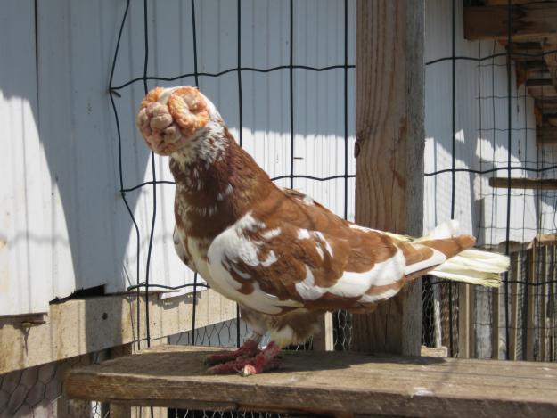 cel mai naros porumbel