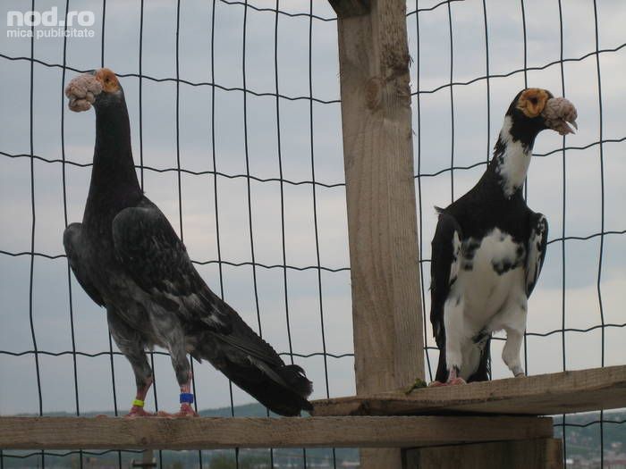 items_1244835210_33837