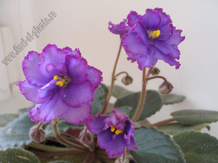 Saintpaulia Bloomlover s Cat 7