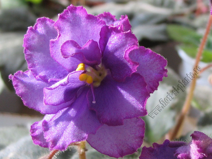 Saintpaulia Bloomlover s Cat 8