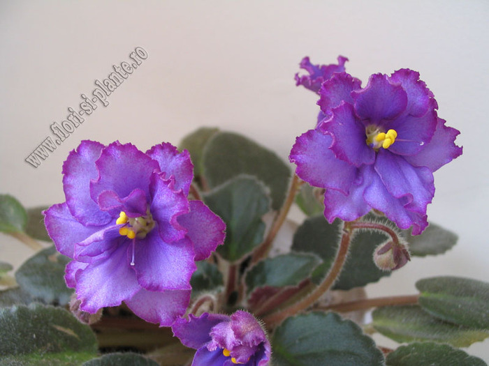 Saintpaulia Bloomlover s Cat 9 - VIOLETE AFRICANE  - Saintpaulia