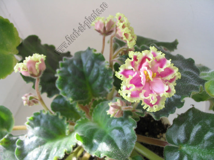 Saintpaulia Winter Smiles 2 - VIOLETE AFRICANE  - Saintpaulia