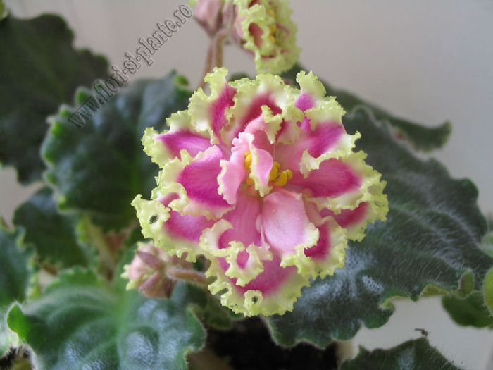 Saintpaulia Winter Smiles 3 - VIOLETE AFRICANE  - Saintpaulia