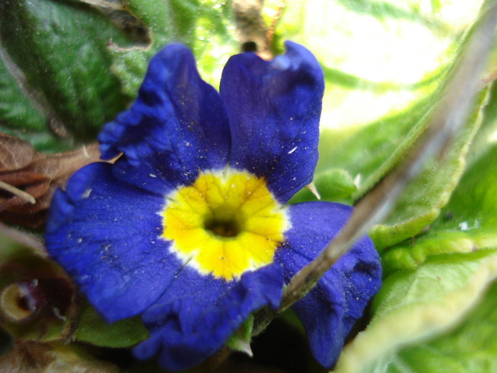 Blue Primula (2011, March 27) - PRIMULA Acaulis