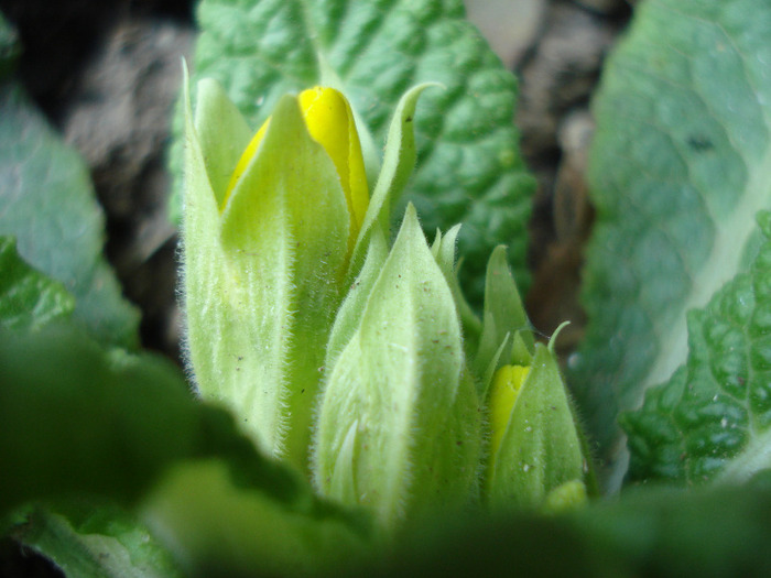 Yellow Primula (2011, March 27) - PRIMULA Acaulis