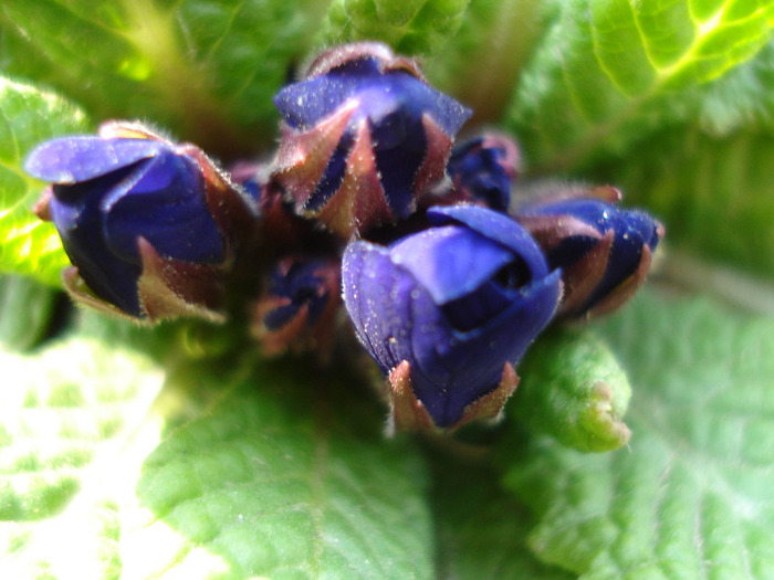 Blue Primula (2011, March 27) - PRIMULA Acaulis