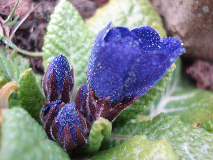 Blue Primula (2011, March 28) - PRIMULA Acaulis
