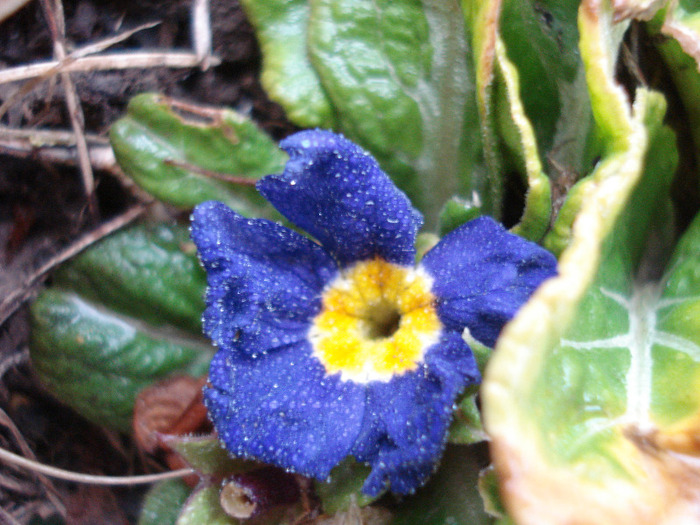 Blue Primula (2011, March 28) - PRIMULA Acaulis