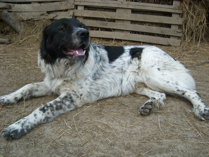 SL274489 - CIOBANESC DE BUCOVINA