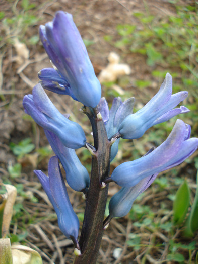 Blue Hyacinth_Zambila (2011, Mar.26)