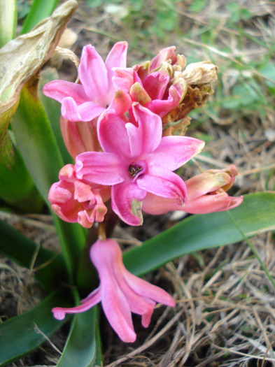 Pink Hyacinth_Zambila (2011, Mar.26)
