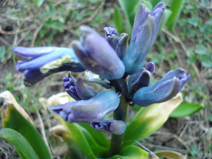 Blue Hyacinth_Zambila (2011, Mar.26)