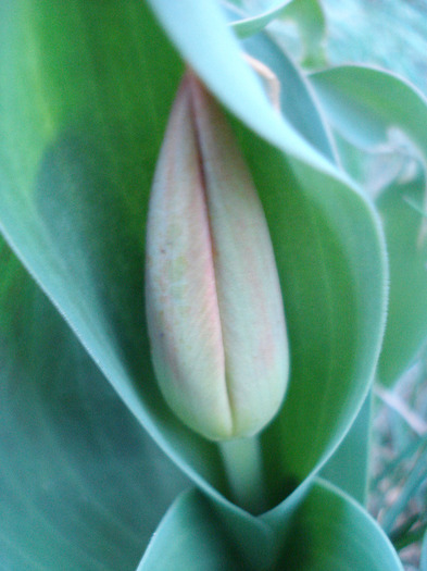 Tulip_Lalea (2011, March 26)