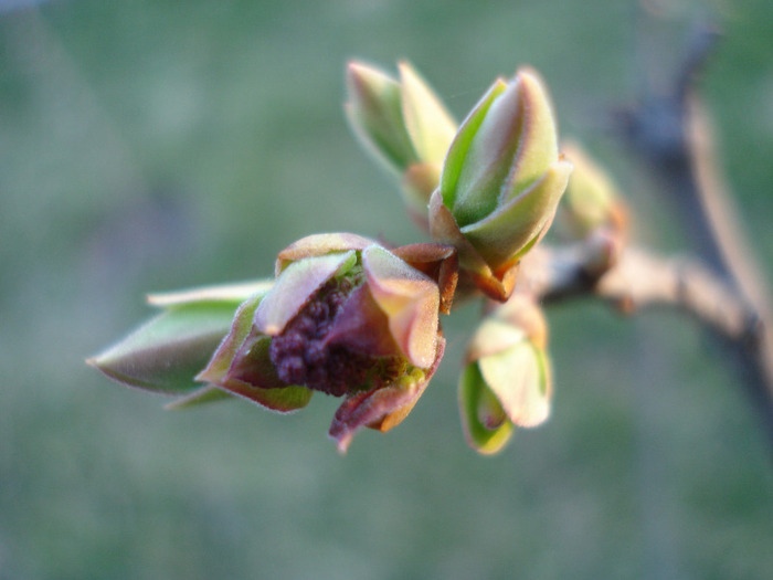Lilac Buds_Syringa (2011, March 26)