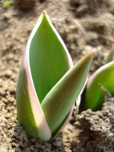 Tulip_Lalea (2011, March 27)