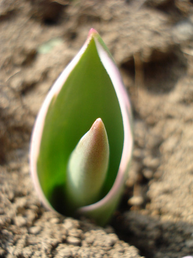 Tulip_Lalea (2011, March 27)