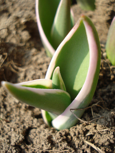 Tulip_Lalea (2011, March 27)