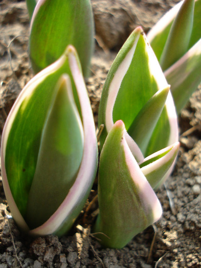 Tulip_Lalea (2011, March 27)