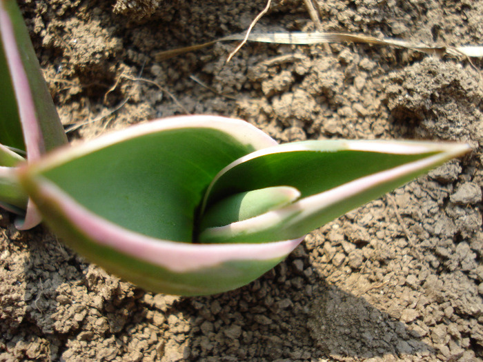Tulip_Lalea (2011, March 27)